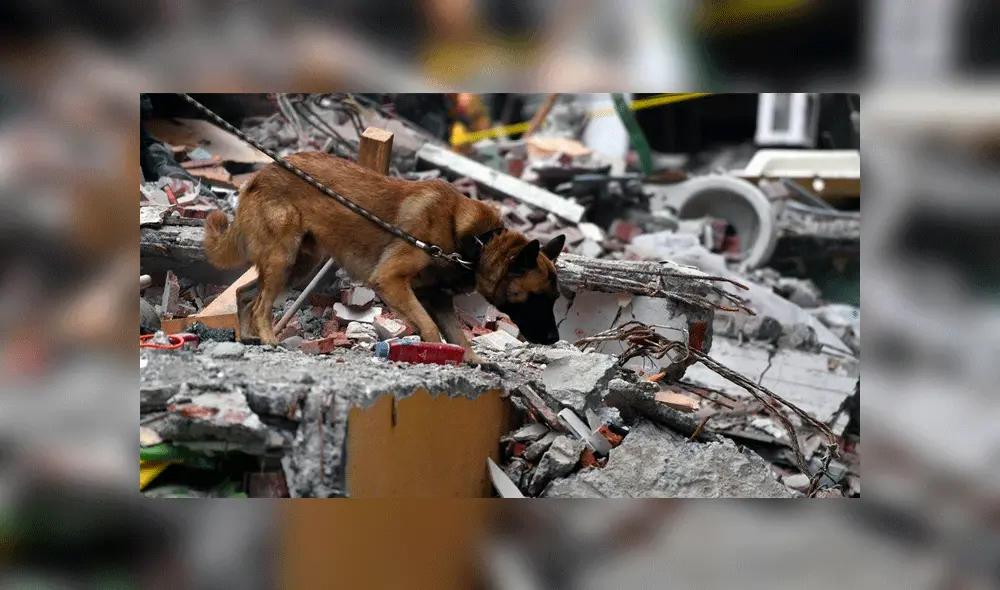 México: perros de rescate