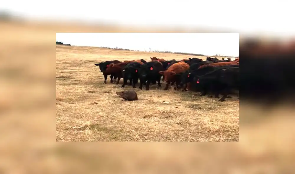 YouTube: castor demuestra que puede pastorear ganado y se vuelve viral