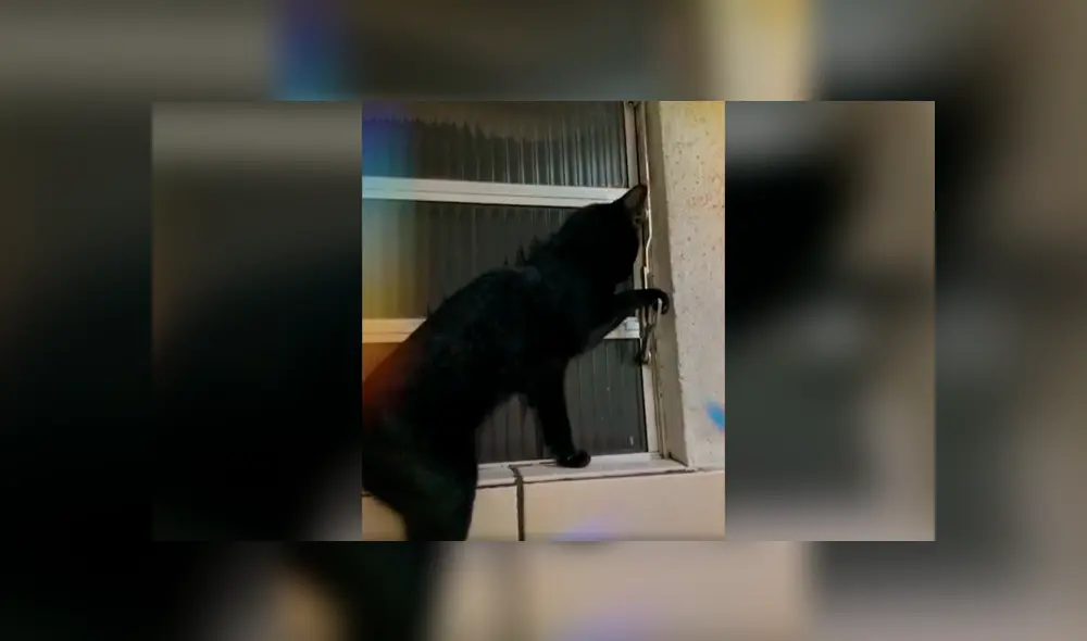 Desliza las imágenes para apreciar la increíble acción de un gato al trepar las paredes para escapar de casa. Foto: Captura.