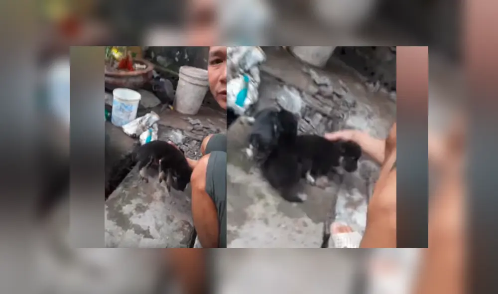 Video se viralizó en Facebook. Un hombre quedó petrificado al rescatar de las tuberías de agua a tres indefensos cachorros que aullaban desesperados. Video se viralizó en Facebook. Un hombre quedó petrificado al rescatar de las tuberías de agua a tres indefensos cachorros que aullaban desesperados.