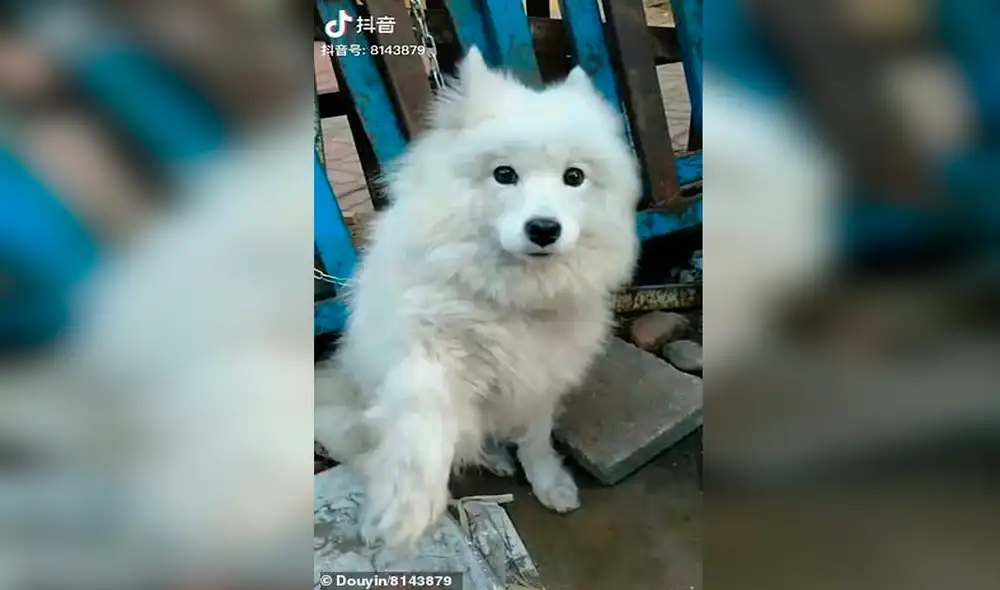 Desliza las imágenes para conocer a Yuan Yuan, el perrito que iba a ser sacrificado y su carne vendida en un mercado chino. Foto: TikTok
