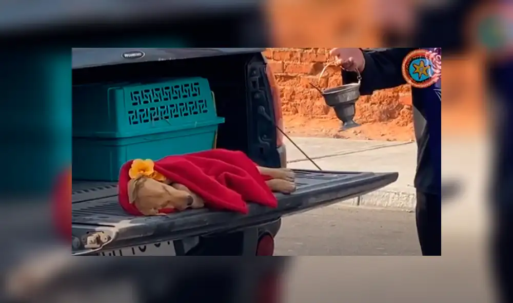 “Weichafe”, un cachorro de seis meses que murió tras ser encontrado con brutales signos de abuso sexual. Foto: Captura / Aricaldi Noticias