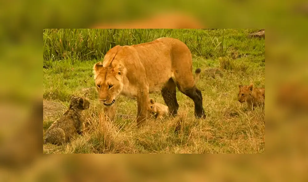 Por ahora, ella los cuidará e intentará que la mayoría de ellos sobreviva. Foto: BBC Earth