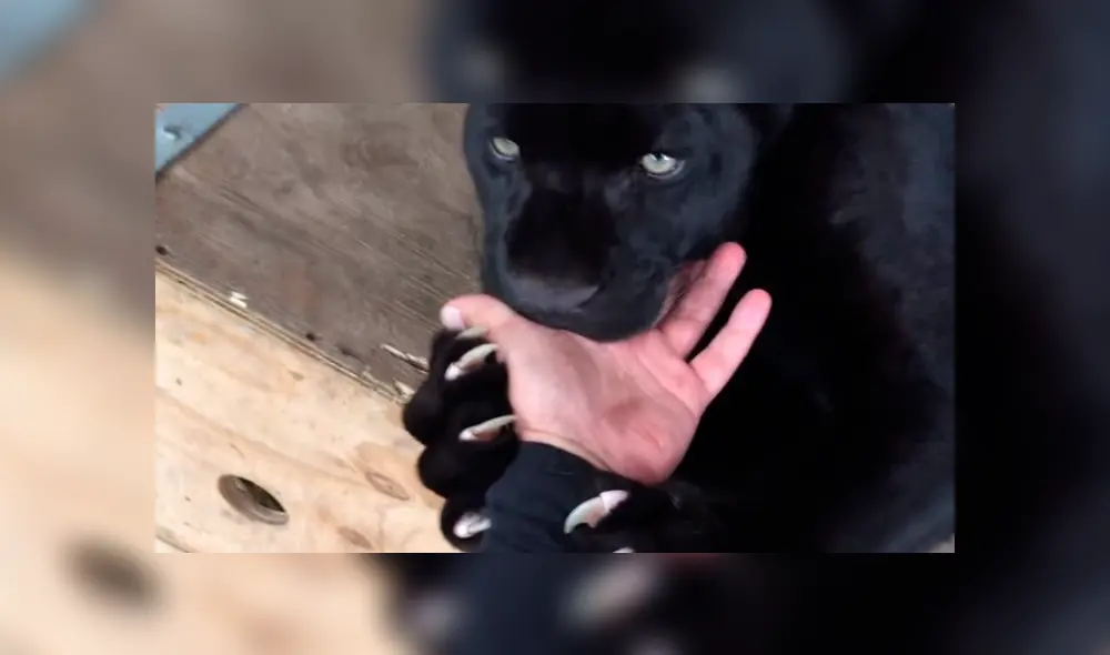 Entrenador ingresa a jaula de pantera negra y coloca su mano dentro de su boca.