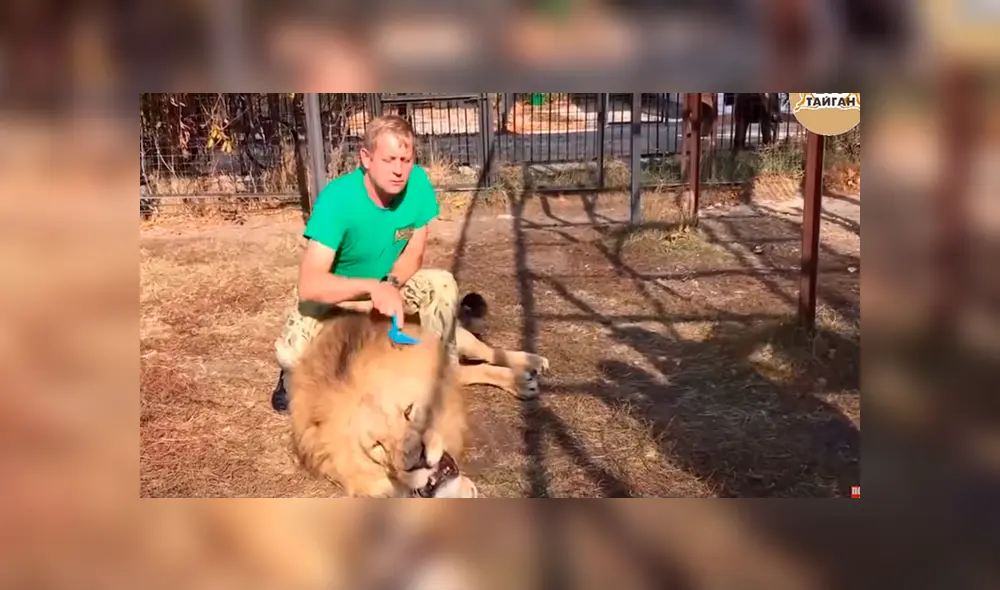 Cuidador ingresa a jaula de león para peinarlo. Foto: Captura.
