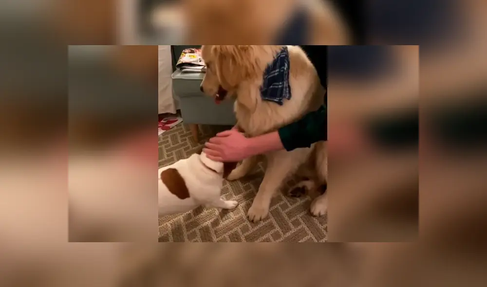 Desliza las imágenes para conocer la terrible actitud de un perro para evitar que su ‘compañero’ reciba unas caricias. Foto: Dog Lovers. Desliza las imágenes para conocer la terrible actitud de un perro para evitar que su ‘compañero’ reciba unas caricias. Foto: Dog Lovers.
