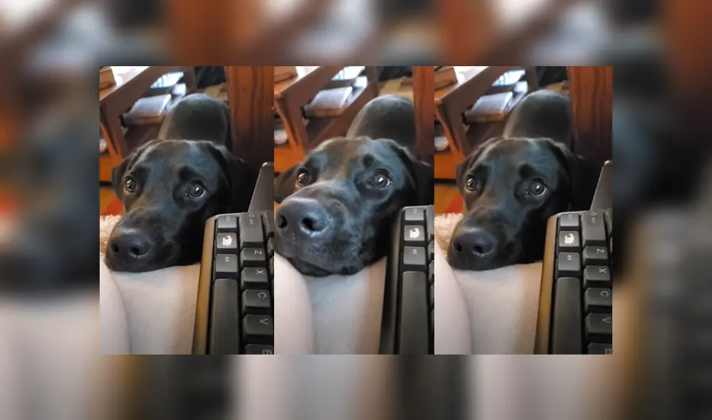 Desliza a la izquierda para ver más fotografías de la tierna reacción del perro tras ser rechazado por su dueña.