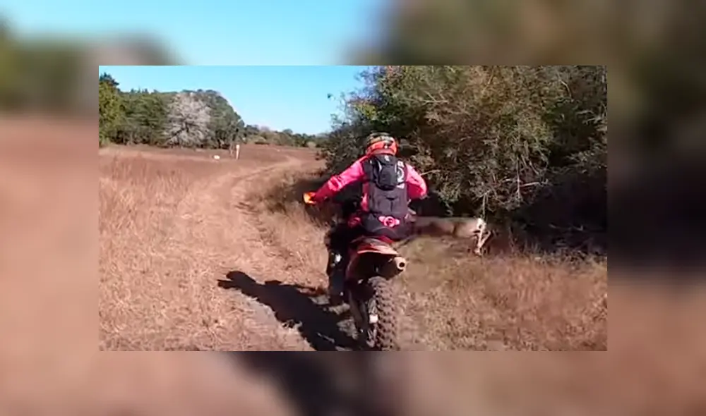 Desliza hacia la izquierda para ver el choque del ciclista con un ciervo. Video es viral en YouTube. Desliza hacia la izquierda para ver el choque del ciclista con un ciervo. Video es viral en YouTube.