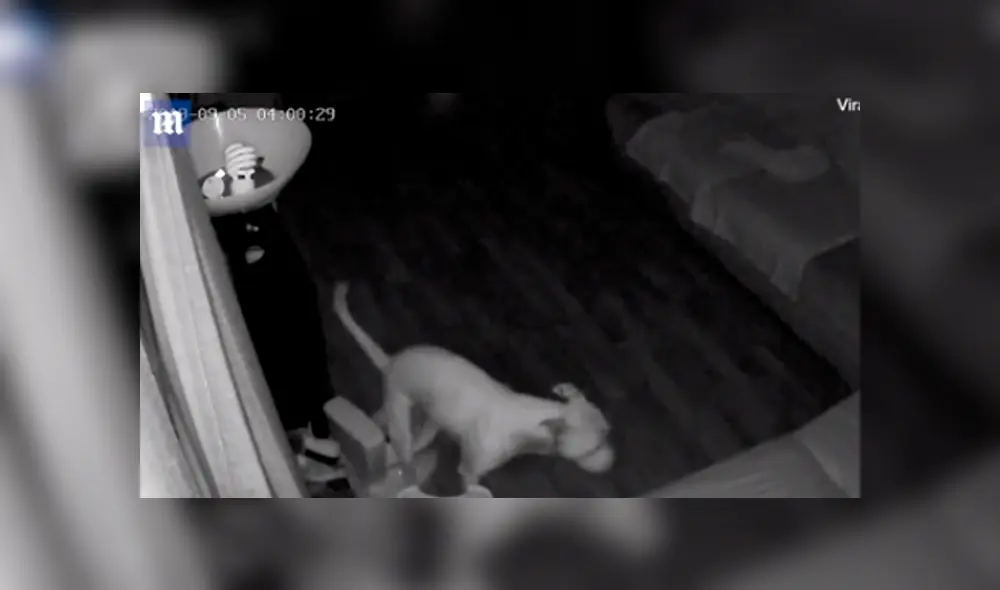 Video en Facebook grabado por cámara de seguridad revela el peor secreto de un pequeño perro. Video en Facebook grabado por cámara de seguridad revela el peor secreto de un pequeño perro.