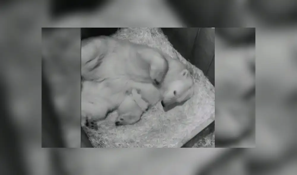 En YouTube, una osa polar tuvo un amoroso gesto con su pequeña cría y enternece a usuarios.