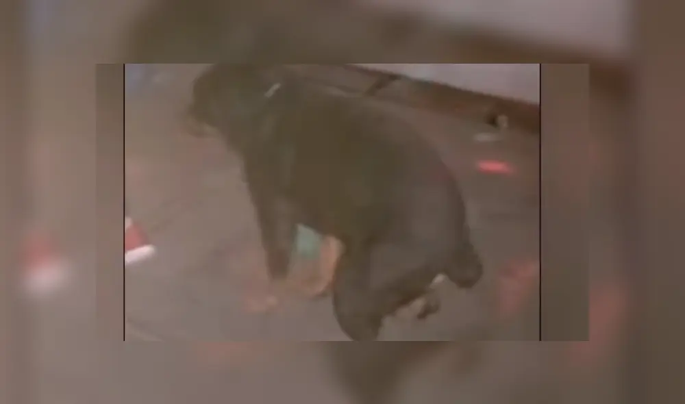 Facebook viral: Perro es sorprendido bailando reggaetón en plena fiesta y su estilo sorprende [VIDEO]