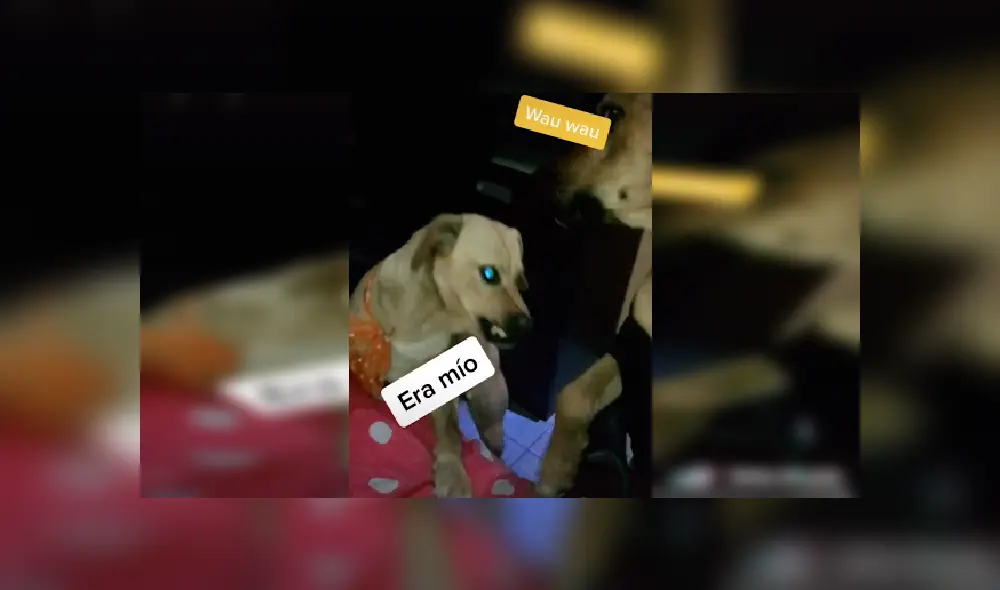 Desliza las imágenes para ver más detalles de esta divertida escena que es viral en Facebook. (Foto: captura)