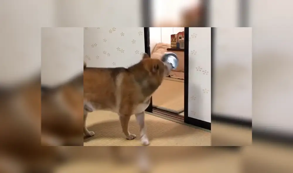 Facebook viral: perro reacciona con violencia porque sus amor no servían sus alimentos [VIDEO]