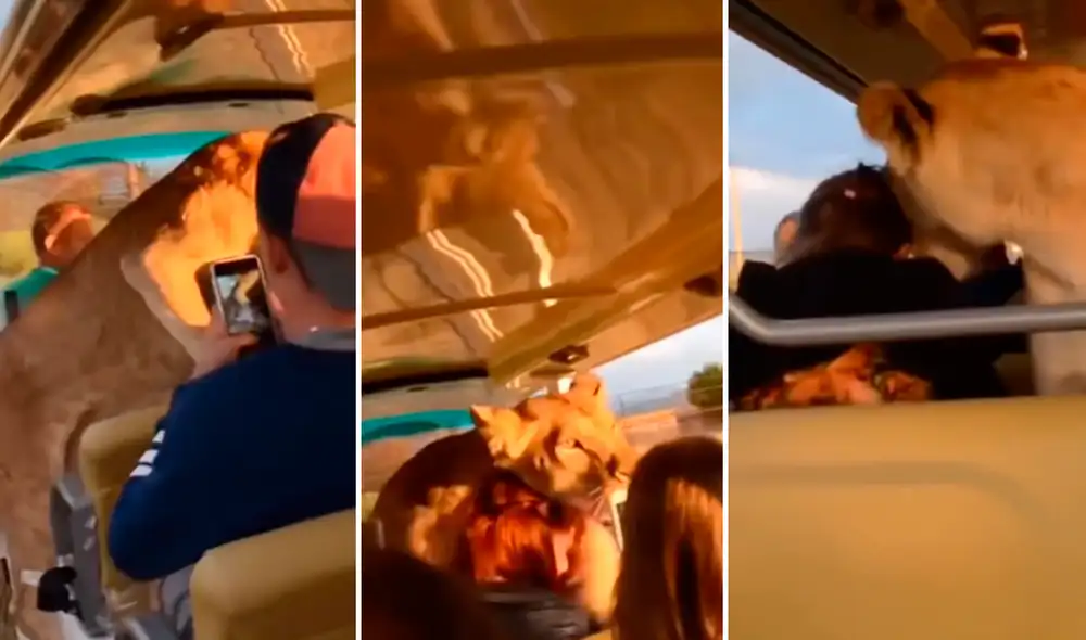 Las imágenes han alcanzado cerca del medio millón de reproducciones. Foto: composición de LR/captura de TikTok/@Jungleexplore2