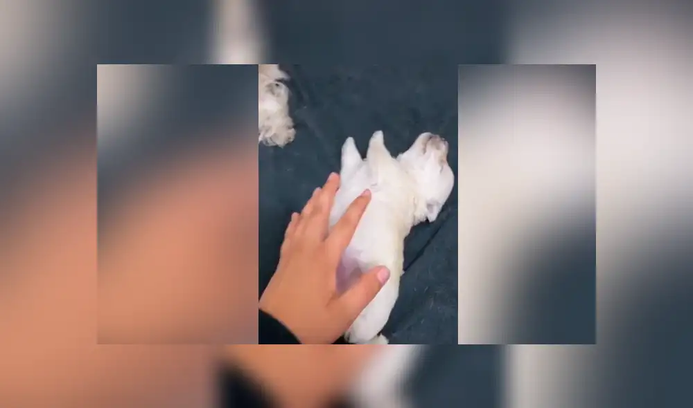 Tiktok viral: perro bebé recibe caricias de su dueña por primera vez y tiene increíble reacción