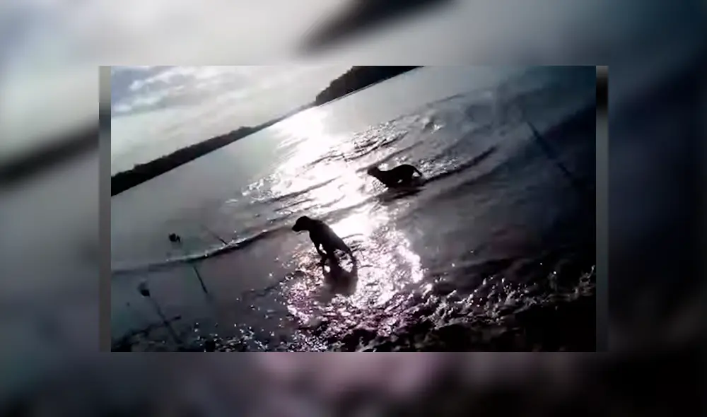 Video es viral en YouTube. El dueño del can salió a dar un paseo por el río junto a sus mascotas, sin imaginar el espeluznante momento que viviría. Video es viral en YouTube. El dueño del can salió a dar un paseo por el río junto a sus mascotas, sin imaginar el espeluznante momento que viviría.