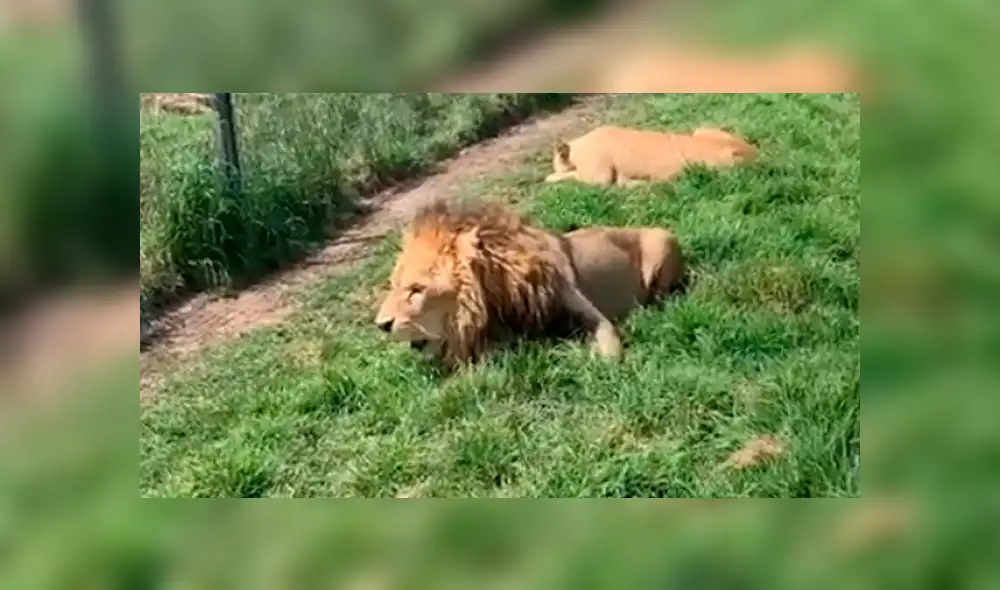 El video viral de Facebook registró el momento en que un enfurecido león atacó a su amo.
