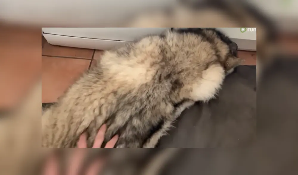 A través de YouTube se hizo viral el momento en que un perro le gruñe a su dueño por intentar despertarlo.