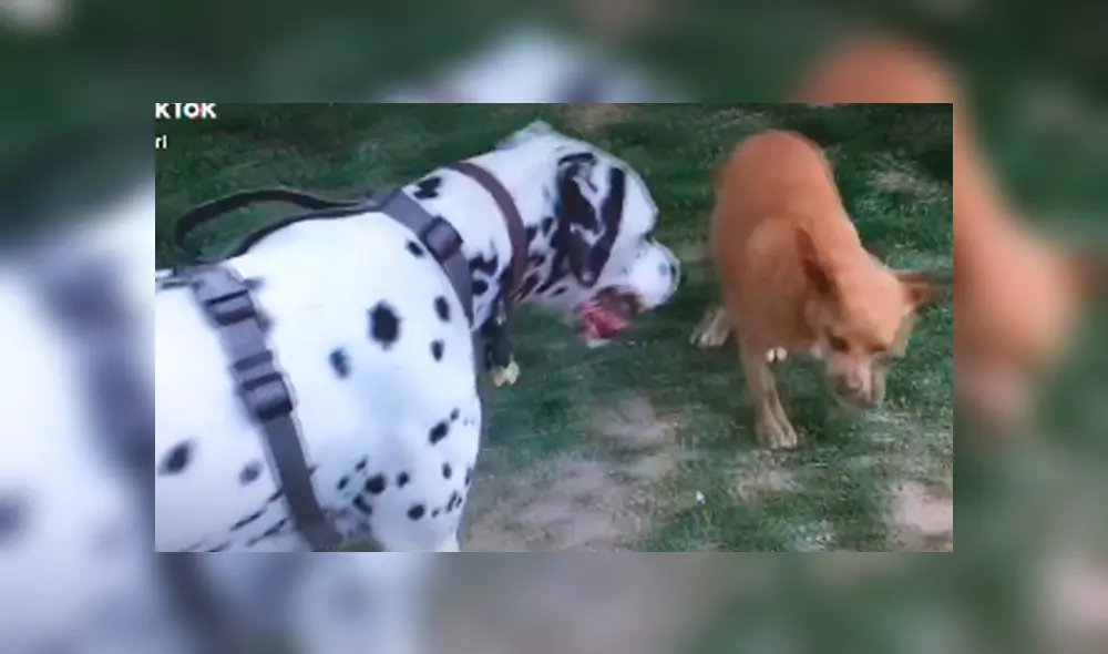 Desliza para ver las imágenes de TikTok. Foto: captura Desliza para ver las imágenes de TikTok. Foto: captura