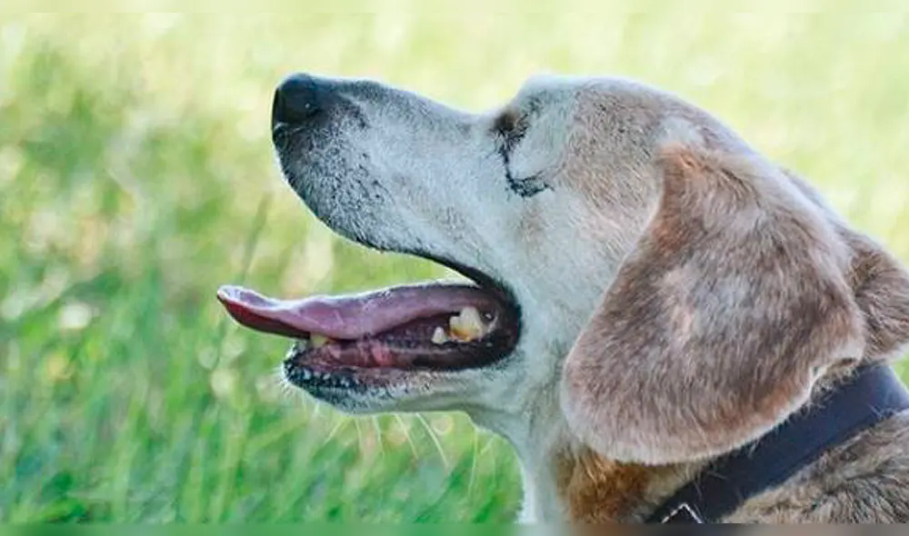 Instagram: Conoce la conmovedora historia de un Perro que perdió la vista [VIDEO]