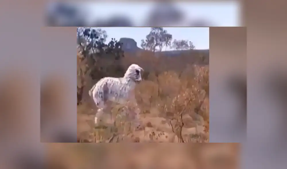 Facebook viral: jóvenes se disfrazan de cebra para entrar a recinto de leones y ocurre algo increíble Facebook viral: jóvenes se disfrazan de cebra para entrar a recinto de leones y ocurre algo increíble