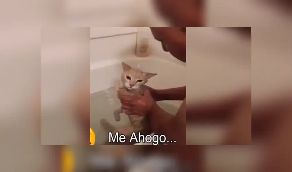YouTube viral: gato tiene dramática reacción cuando su dueño lo quiere