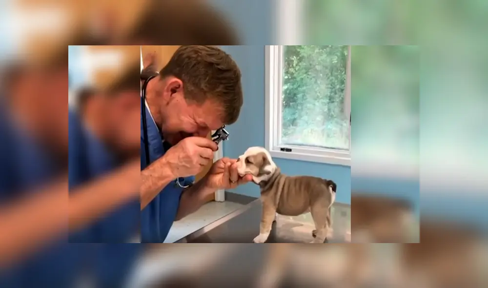 En Facebook, un cachorro sorprendió con su curioso comportamiento al ser revisado por el veterinario.