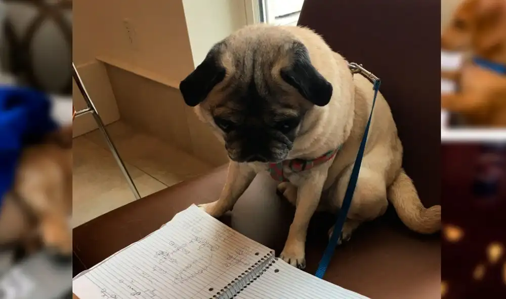 El pedido fue todo un éxito en Internet y demás plataformas digitales. Foto: Twitter El pedido fue todo un éxito en Internet y demás plataformas digitales. Foto: Twitter