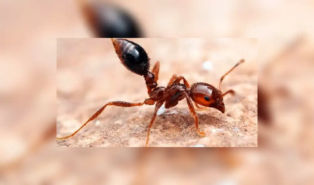 YouTube: Así sobreviven las peligrosas “hormigas de fuego” al huracán Harvey [VIDEO]