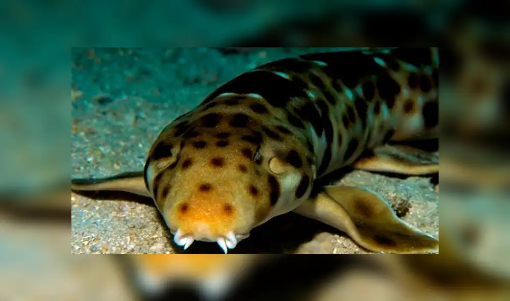 Desliza para ver los detalles del video viral de YouTube. Foto: Captura. Desliza para ver los detalles del video viral de YouTube. Foto: Captura.