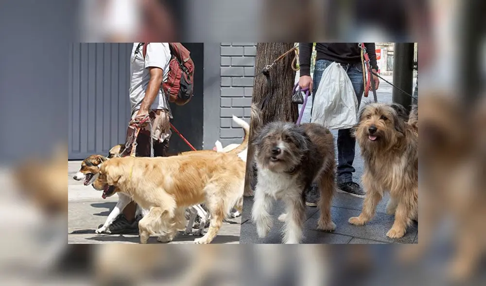 Paseadores de perros