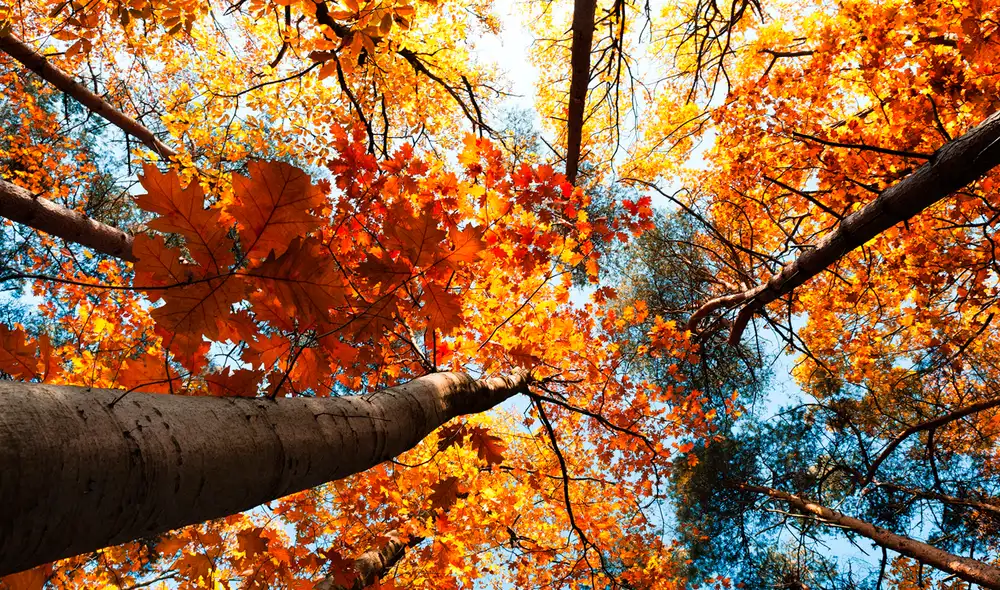 La biología de las personas solo sentiría dos de las cuatro estaciones, según estudio que analizó 1.000 moléculas de cuerpos humanos | Foto: galiciagarden.com / referencial La biología de las personas solo sentiría dos de las cuatro estaciones, según estudio que analizó 1.000 moléculas de cuerpos humanos | Foto: galiciagarden.com / referencial