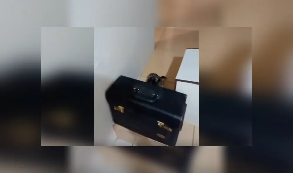 Desliza las imágenes para conocer el conmovedor comportamiento de un perro bebé para evitar que su dueño se vaya de casa.