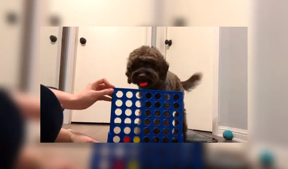 En Facebook, un perro jugó Connect 4 junto a su cuidadora y este sorprendió con sus habilidades. En Facebook, un perro jugó Connect 4 junto a su cuidadora y este sorprendió con sus habilidades.