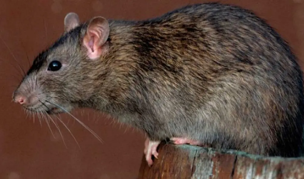 Roedores infectados de la región cordillerana son los causantes del hantavirus. Foto: difusión Roedores infectados de la región cordillerana son los causantes del hantavirus. Foto: difusión