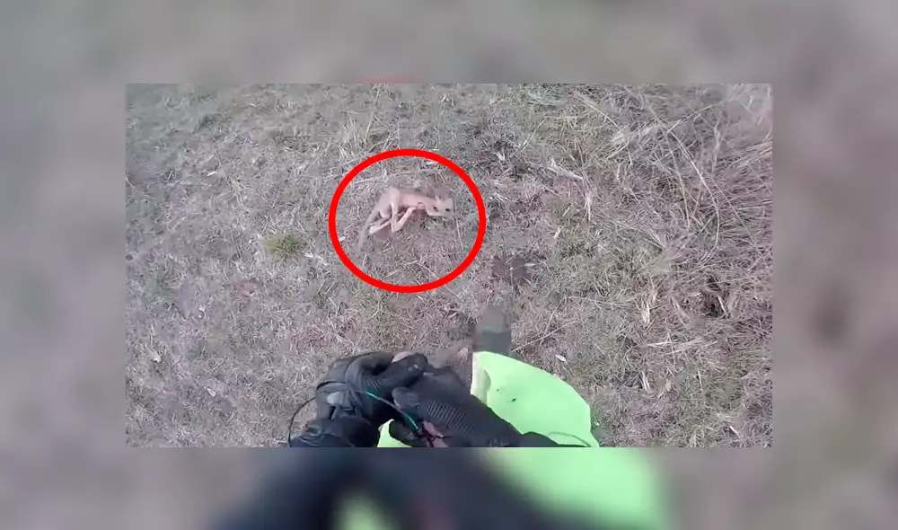 En YouTube, un motociclista recorría la carretera y encontró un canguro bebé que cayó de la bolsa de su mamá. En YouTube, un motociclista recorría la carretera y encontró un canguro bebé que cayó de la bolsa de su mamá.