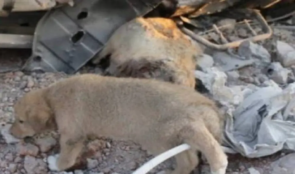 Desliza para ver las imágenes del cachorro Bobe. Foto: Zoorprendente Desliza para ver las imágenes del cachorro Bobe. Foto: Zoorprendente