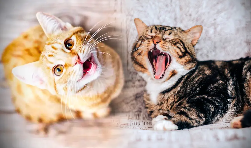Conoce la razón de por qué los gatos solo le maúllan a los humanos. Foto: Composición Gerson Cardoso / Pampermut / Adobe Stock