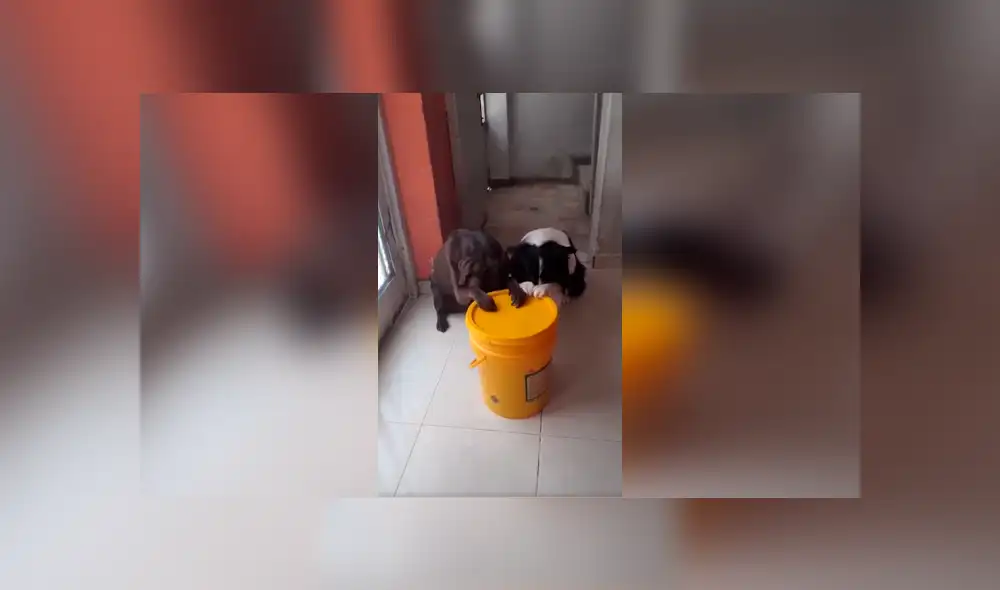 Desliza las imágenes para observar el conmovedor gesto que tuvieron unos perros antes de comer.