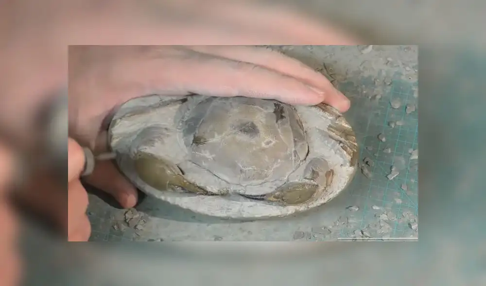 Desliza las imágenes para ver el increíble hallazgo que hizo un paleontólogo en el interior de una extraña roca. Foto: Newsflare Desliza las imágenes para ver el increíble hallazgo que hizo un paleontólogo en el interior de una extraña roca. Foto: Newsflare