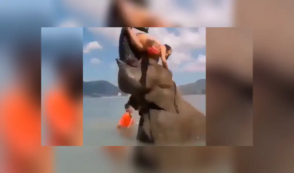 Facebook viral: Intenta tomarse foto sobre la trompa de un elefante y este la deja en ridículo [VIDEO]