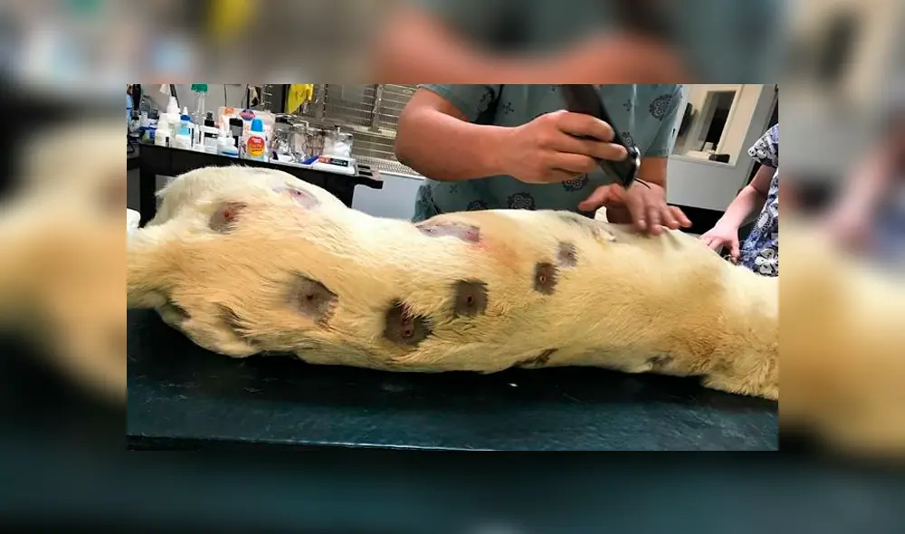 Desliza para ver los detalles de esta historia que se viralizó en Facebook. Foto: Captura. Desliza para ver los detalles de esta historia que se viralizó en Facebook. Foto: Captura.