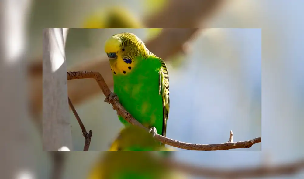 Google Translate: curioso resultado sorprende a usuarios al escribir 'Adiós Chimuelo' [VIDEO]