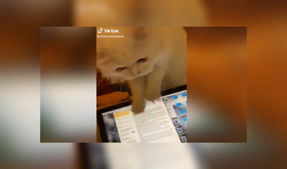 A través de TikTok se hizo viral el momento en que un gato malogra la latop de su dueña por accidente.