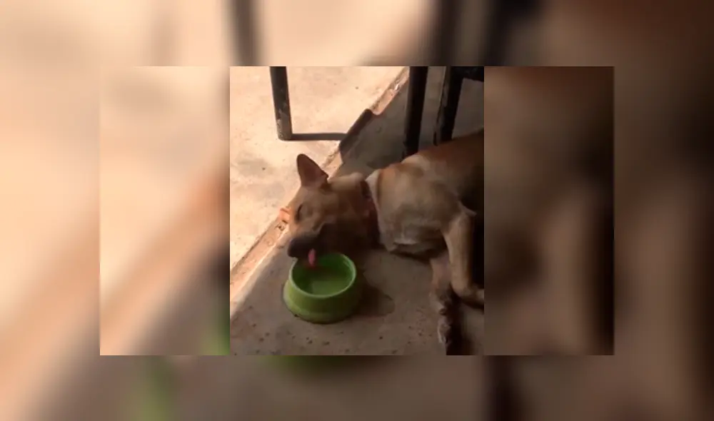 Desliza a la izquierda para ver el particular comportamiento que ha sorprendido a los usuarios de Facebook. Foto: Captura. Desliza a la izquierda para ver el particular comportamiento que ha sorprendido a los usuarios de Facebook. Foto: Captura.