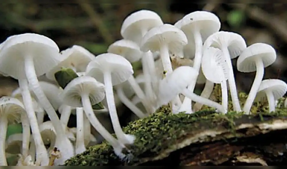 Empresa que trabaja con hongos alucinógenos cotizaría en bolsa en el 2019