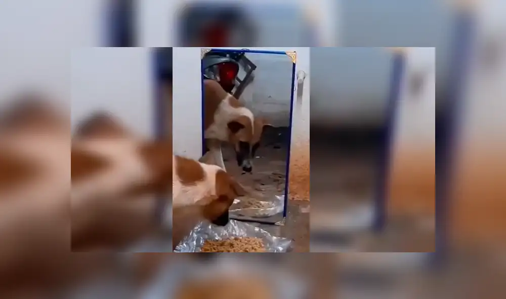 Desliza hacia la izquierda para ver más del video viral. Fotocaptura: Twitter