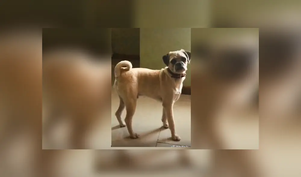 Desliza las imágenes hacia la izquierda para conocer la verdadera raza de un perro que adoptó una joven. Desliza las imágenes hacia la izquierda para conocer la verdadera raza de un perro que adoptó una joven.