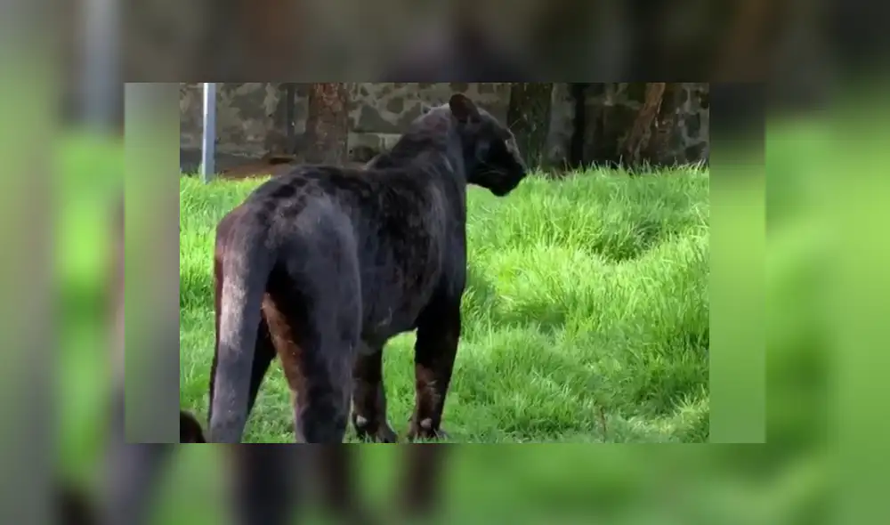 Desliza hacia la izquierda para ver las imágenes del viral de YouTube. Foto: Captura.