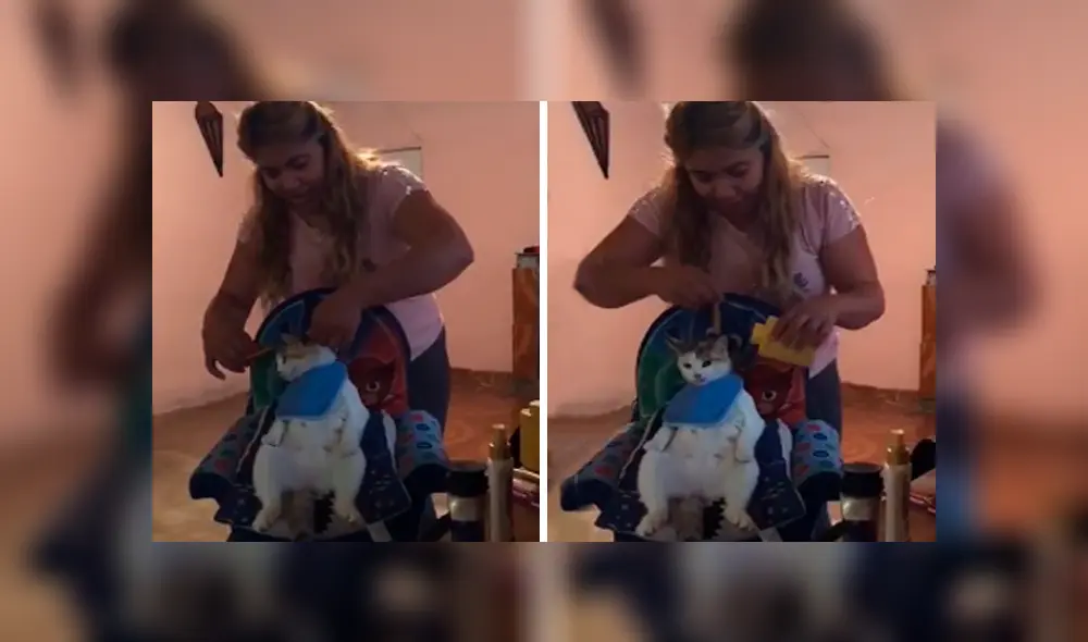 Desliza las imágenes para apreciar el inesperado comportamiento de un gato cuando su dueña le corta los pelos.